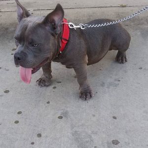 Meet your Posher, Tommy